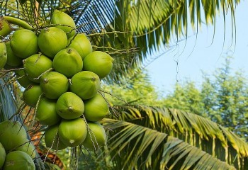 Vòng đời mới của dừa Việt: Nâng tầm giá trị từ quả thô đến tín chỉ carbon