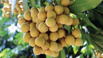 Nhãn Việt Nam nâng tầm giá trị, chinh phục thị trường thế giới