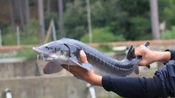 Cạnh tranh với hàng nhập khẩu miễn thuế: Cần một 'hệ sinh thái' cho cá tầm Việt Nam