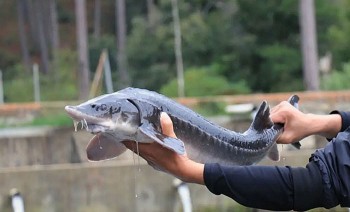 Cạnh tranh với hàng nhập khẩu miễn thuế: Cần một 