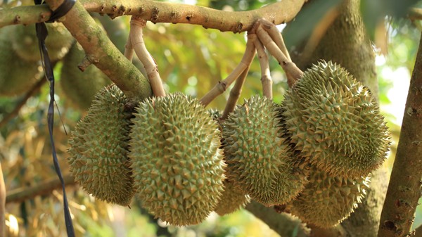 Xuất khẩu rau quả: Sầu riêng dẫn dắt, thị trường Mỹ bứt phá, vững bước tới mục tiêu 7 tỷ USD