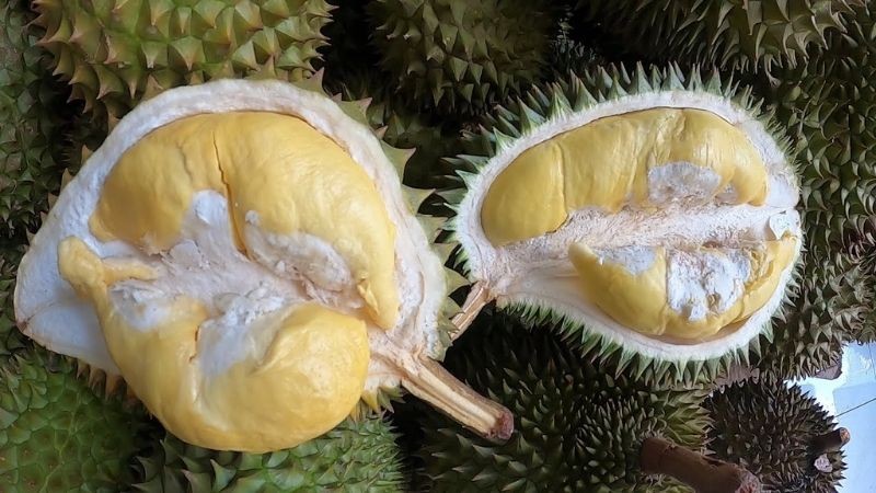 Sầu riêng RI6 Sầu riêng RI6