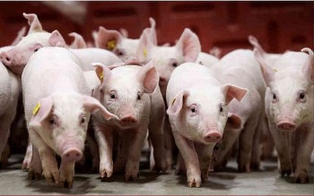 Giá heo hơi miền Trung – Tây Nguyên tiếp tục chạm đáy, thấp nhất cả nước