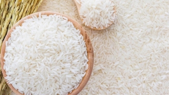 Hạt gạo Việt vươn xa từ giá trị đến thị trường xanh EU