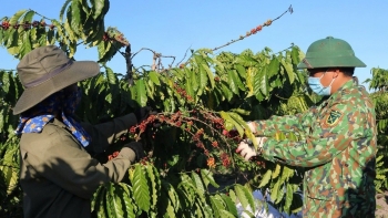 Nông sản Việt đạt chuẩn quốc tế, mở rộng cơ hội xuất khẩu bền vững