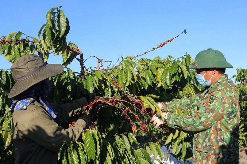 Nông sản Việt đạt chuẩn quốc tế, mở rộng cơ hội xuất khẩu bền vững Nông sản Việt đạt chuẩn quốc tế, mở rộng cơ hội xuất khẩu bền vững