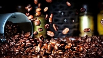 Giá cà phê hôm nay 26/8: Đồng loạt giảm theo đà thế giới, mốc 120.000 đồng/kg bị đe dọa