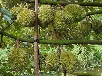 Giá sầu riêng xuất khẩu tăng, nông dân kỳ vọng lợi nhuận