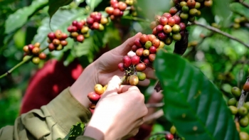 Giá cà phê hôm nay 27/8: Thị trường trong nước chững lại, thế giới phân hóa sâu sắc