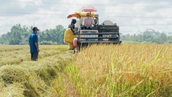 Giá lúa gạo miền Tây lao dốc: nông dân và thương lái cùng 'mắc cạn' trong vòng xoáy bất ổn