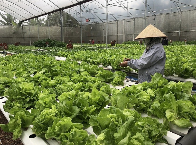 Nông nghiệp Việt 80 năm: Hành trình trụ đỡ đến phát triển xanh