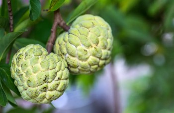 Ăn na có béo không?