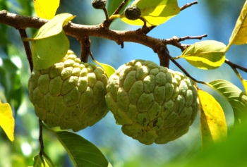 Na Chi Lăng: Từ chợ phiên vùng cao đến siêu thị và sàn thương mại điện tử