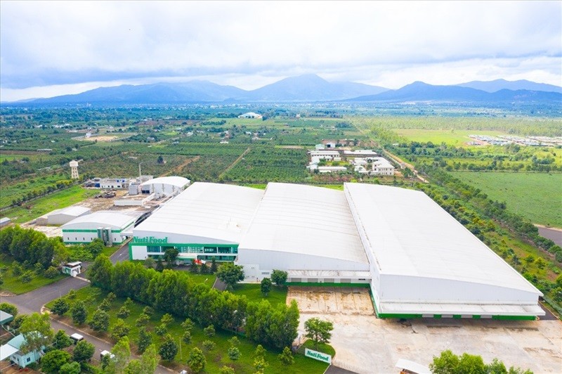 Gia Lai sắp có đàn bò sữa 30.000 con nhờ đầu tư mới từ Nutifood