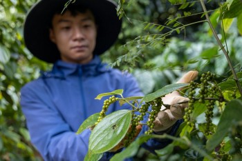 Hạt tiêu, hạt điều Việt Nam khẳng định vị thế “tỷ đô” trên bản đồ nông sản thế giới