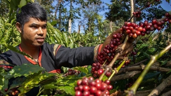 Giá cà phê hôm nay (3/9): Đồng loạt lao dốc, Robusta mất mốc quan trọng, thị trường trong nước chao đảo