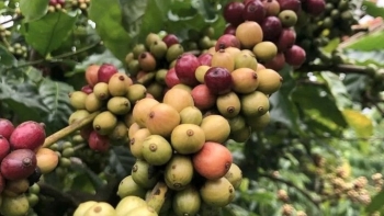 Giá cà phê hôm nay 4/9: Thị trường chao đảo, trong nước giảm sâu, thế giới diễn biến trái chiều
