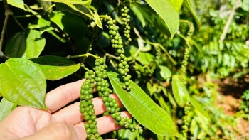 Giá tiêu hôm nay 4/9: Tiếp tục leo dốc, xô đổ mốc 155.000 đồng/kg