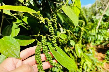 Giá tiêu hôm nay 4/9: Tiếp tục leo dốc, xô đổ mốc 155.000 đồng/kg