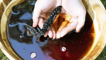 Bồ kết: Từ gội đầu đến vị thuốc quý trong y học cổ truyền