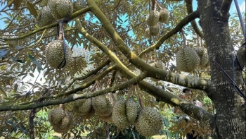 Xuất khẩu sầu riêng thu về 1,2 tỷ USD: Cú lội ngược dòng ngoạn mục