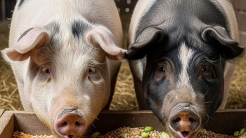 Giá heo hơi tăng hàng loạt, sắp phá đỉnh 58.000 đồng