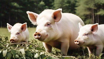 Giá heo hơi tiếp đà tăng tại cả ba miền