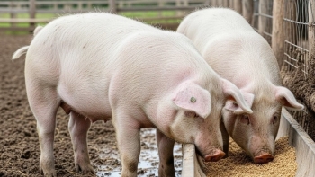 Giá heo hơi trên cả nước đồng loạt tăng mạnh