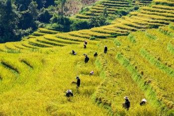 Thách thức và cơ hội tái cấu trúc thị trường xuất khẩu gạo Việt Nam