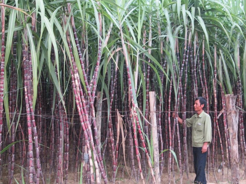 Ngành mía đường Việt Nam bứt phá, vươn lên dẫn đầu khu vực về năng suất. Ngành mía đường Việt Nam bứt phá, vươn lên dẫn đầu khu vực về năng suất.
