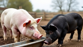 Giá heo hơi đồng loạt tăng, nhiều nơi chạm 60.000 đồng/kg