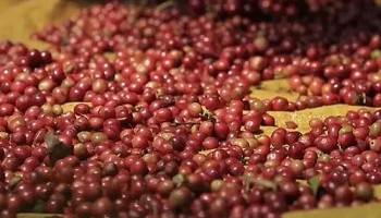 Giá cà phê hôm nay 9/9: Thị trường "đóng băng" sau tuần giảm sâu, thế giới diễn biến trái chiều