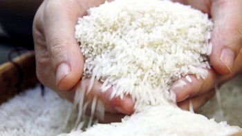 Giao dịch gạo Việt diễn biến thế nào khi Philippines ngưng nhập?