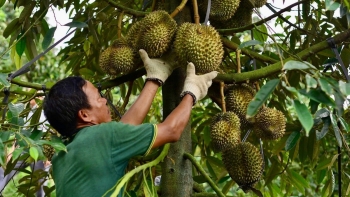 Giải pháp nào để nông sản xuất khẩu đạt chuẩn bền vững?