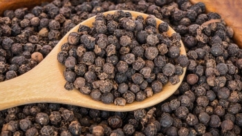 Giá tiêu hôm nay 10/9: Nguồn cung cạn kiệt, đà tăng trở lại mạnh mẽ trên thị trường