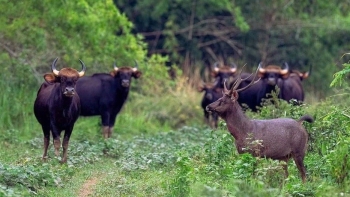 Việt Nam ghi dấu với 3 Công viên Di sản và 2 đô thị xanh ASEAN