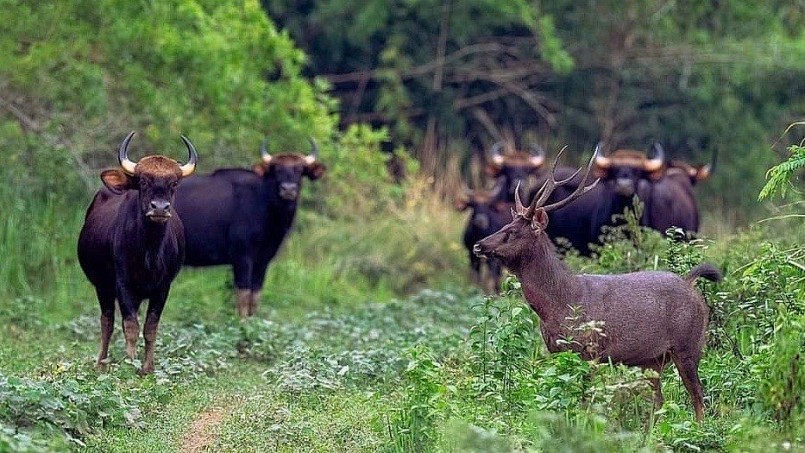 Đàn bò tót cùng nai sừng sinh sống ở Khu bảo tồn Văn hóa và Thiên nhiên Đồng Nai Đàn bò tót cùng nai sừng sinh sống ở Khu bảo tồn Văn hóa và Thiên nhiên Đồng Nai