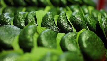 Bánh ngải xứ Lạng – Hương vị núi rừng, tình nghĩa quê hương