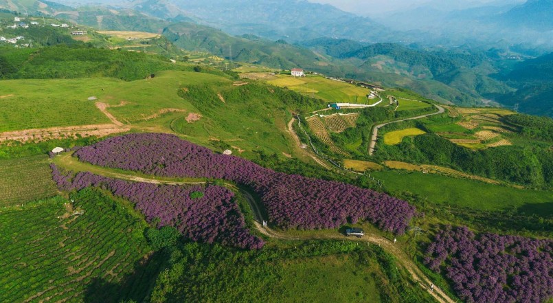 Ngắm toàn cảnh đồi sim đang nở, nhuộm tím cả một vùng đồi ở Suối Bon - điểm check-in mới nổi của du khách khi đến với Vân Hồ, Mộc Châu Ngắm toàn cảnh đồi sim đang nở, nhuộm tím cả một vùng đồi ở Suối Bon - điểm check-in mới nổi của du khách khi đến với Vân Hồ, Mộc Châu
