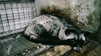 Từ vườn lan bão hòa đến trại cầy hương tiền tỷ “Hành trình ngược dòng của người nông dân xứ Thanh”