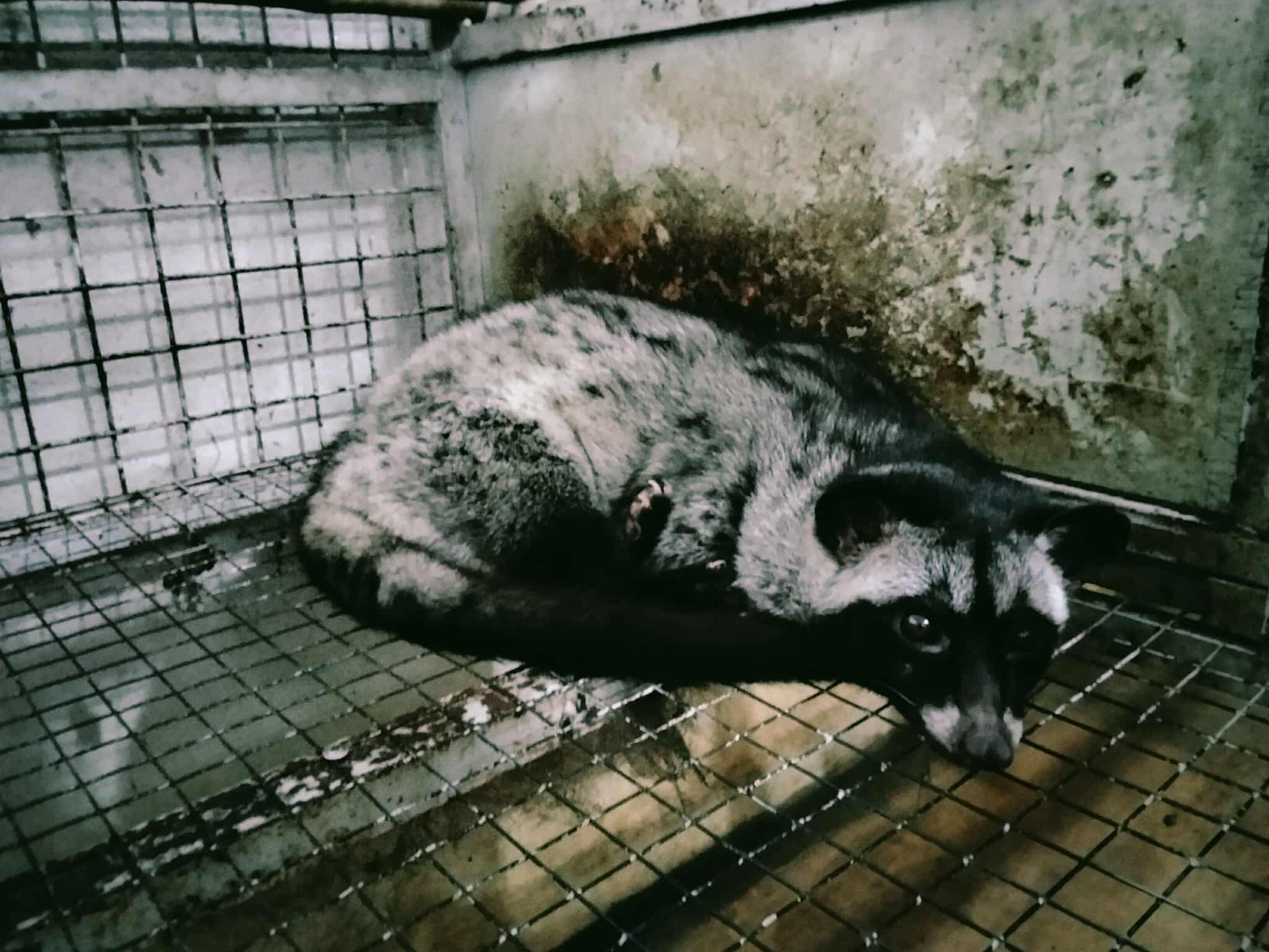 Từ vườn lan bão hòa đến trại cầy hương tiền tỷ “Hành trình ngược dòng của người nông dân xứ Thanh”