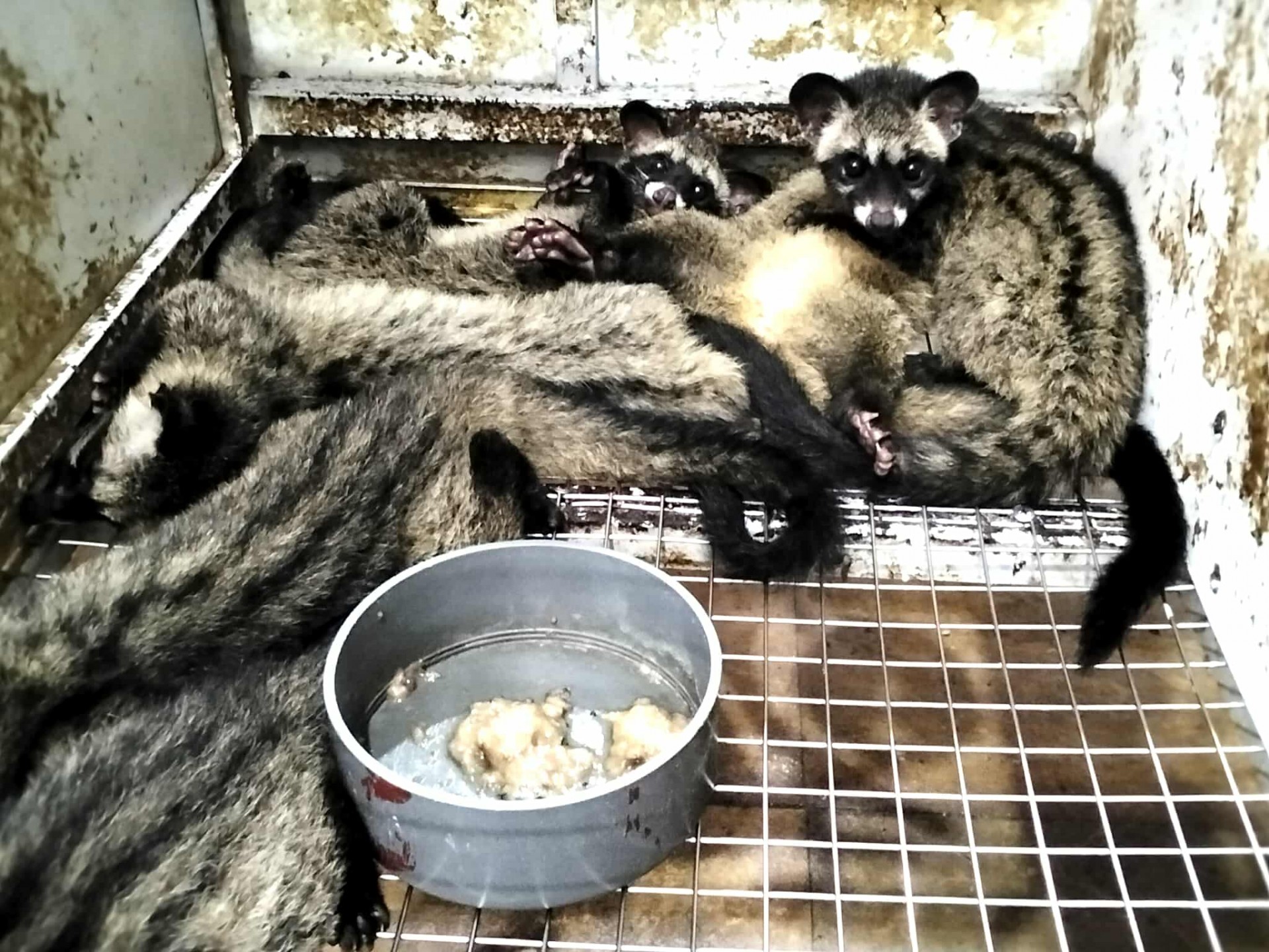 Từ vườn lan bão hòa đến trại cầy hương tiền tỷ “Hành trình ngược dòng của người nông dân xứ Thanh”