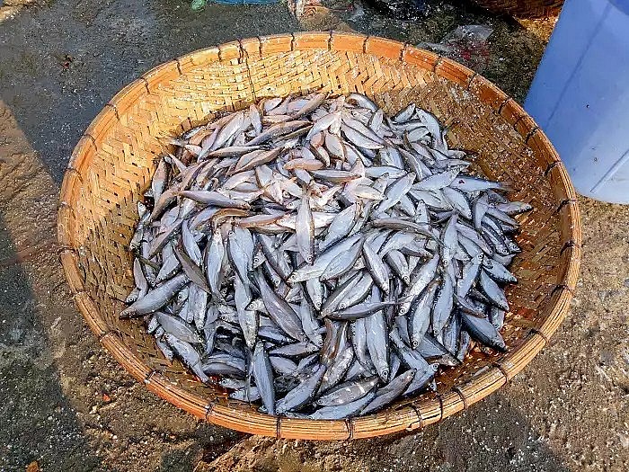 Tép dầu Đầm Vạc mang trong mình nét đặc trưng riêng, khác biệt so với các loại tép ở vùng khác.