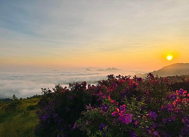 Đồi sim tím Suối Bon – Thiên đường săn mây giữa đại ngàn Sơn La Đồi sim tím Suối Bon – Thiên đường săn mây giữa đại ngàn Sơn La