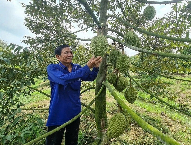 Giải pháp bền vững thúc đẩy xuất khẩu sầu riêng Việt