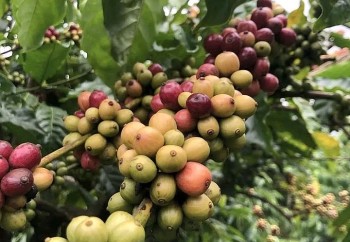Giá cà phê hôm nay 11/9: Thế giới tăng vọt, thị trường trong nước bất ngờ quay đầu giảm
