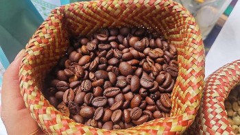 Giá cà phê hôm nay 12/9: Robusta tiếp đà bứt phá, thị trường trong nước sôi động trước cơ hội lớn