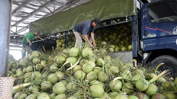 Dừa Việt tăng tốc, hướng tới ngành tỷ đô