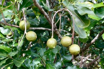 Lợi thế phát triển cây mắc ca tại Gia Lai