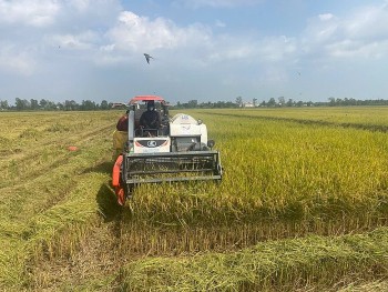 Hiệu quả kép từ Đề án 1 triệu ha lúa chất lượng cao, phát thải thấp